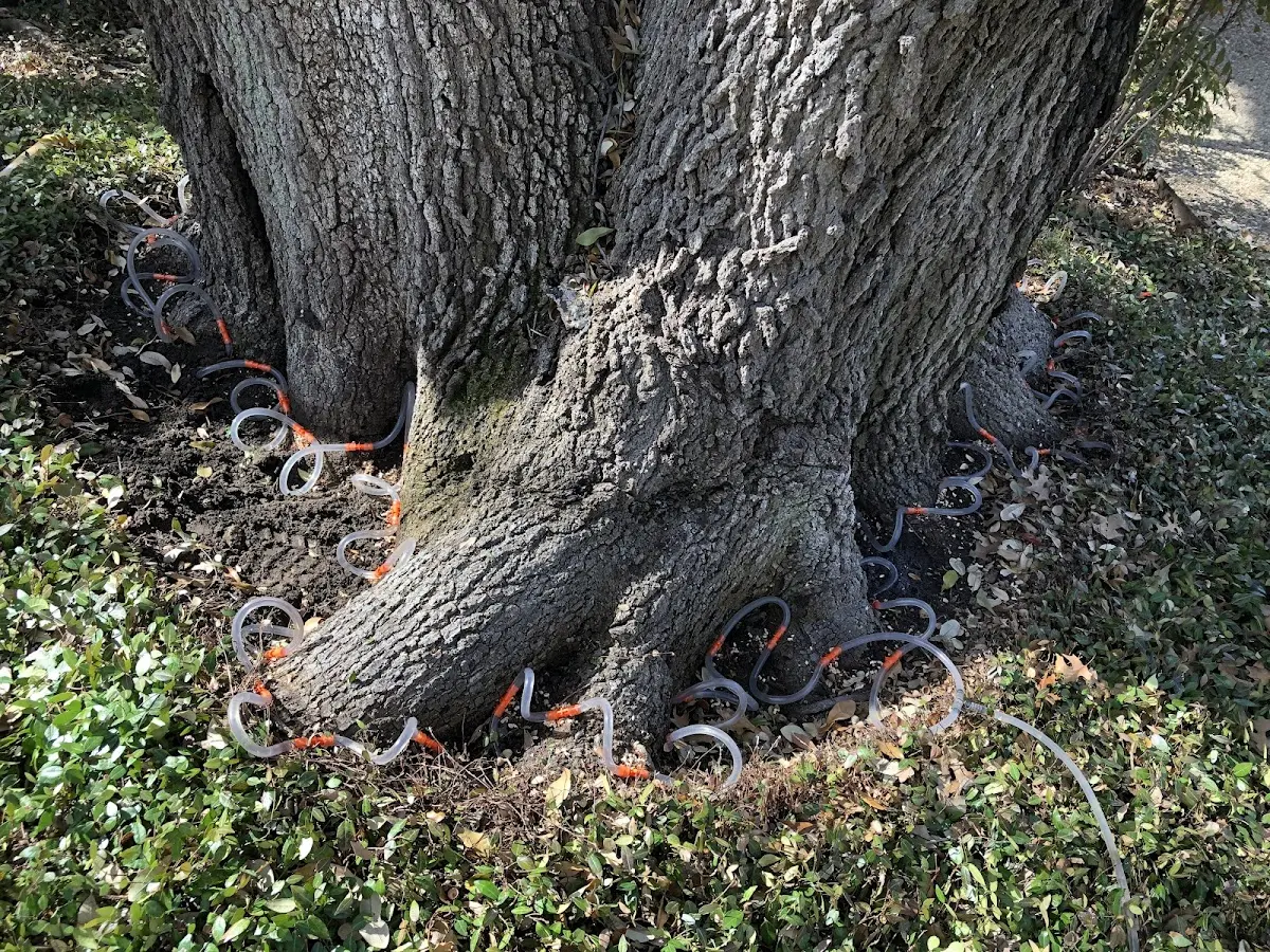Detailed Tree Cabling and Bracing job site in Coral