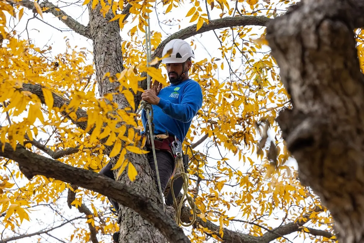 Skilled Storm Damage Cleanup crew working in Coral